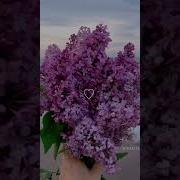 Апрельская сирень сирень апрельская Bybonu