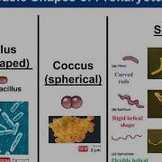 Chapter 3 Prokaryotic Cells