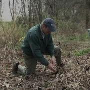 Identifying And Harvesting Fiddleheads