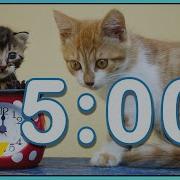 Kitten Day 5 Minute Timer With Music