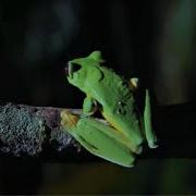 Best Of Frogs Top 5 BBC Earth