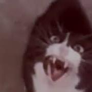 Cat Earrape