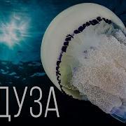 Медузы Древнейшие Животные Планеты Интересные факты про медузу