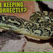 CARPET PYTHONS IN THE WILD Are We Keeping Them Correctly