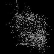 3 Minutes Of Boids Made With With Python Using Pygame