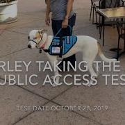 Marley Taking The ADI Public Access Test