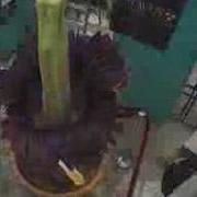 Gustavus Corpse Flower Titan Arum Blooming May 12 14 Cam 3