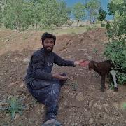 Miraculous Rescue Of A Little Lamb From A Wolf Attack Ali S Courage In The Heart Of The Mountains