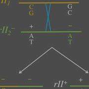 Benzer S Experiments Brooklyn College Genetics