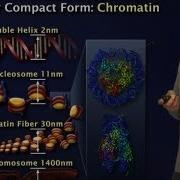 Robert Tjian Berkeley HHMI Part 2 Gene Regulation Why So Complex