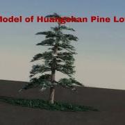 3D Model Of Huangshan Pine LowPoly Review