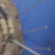 Earthworm Dissection 4 12 AVI