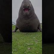 Never Be Downhill From An Elephant Seal Elephantseal Beachmaster