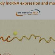How To Study LncRNA Expression And Modifications