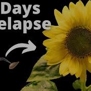Growing Sunflower Time Lapse Seed To Flower