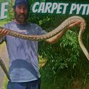 Big Chunky Coastal Carpet Python