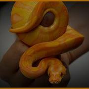 3 Mystery Genes Guess The Morph