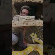 Reticulated Pythons Have Around 100 Teeth Wouldn T Wanna Be On The Wrong End Of That Snake Le