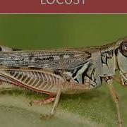 Introduction To Pest