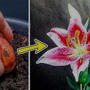Lily Flower Plant Growing Time Lapse Bulb To Blooms 95 Days