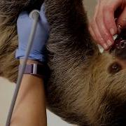 Sloth Fiona And Her Pregnancy Journey