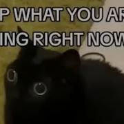 CARELESS WHISPER MEOW VERSION