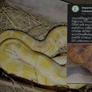 A RARE Albino Indian Rock Python Is Recorded Python Molurus Wild Freaks