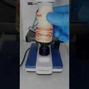 Inside Yakult Probiotic Drink Microscope Amscope Science Biology