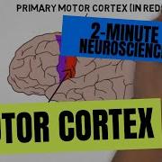 2 Minute Neuroscience Motor Cortex