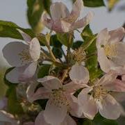 Apple Timelapse 2020