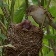 Выселение в стиле Большого брата кукушонок Живая природа BBC Earth