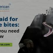 First Aid For Snake Bites What You Need To Know