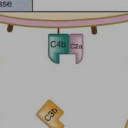 The Classical Pathway Of Complement Activation