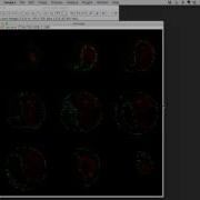 FIJI Montage Of 3D Data