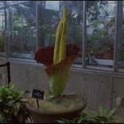 Corpse Flower Blooms At Botanical Garden In America