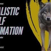 Realistic Wolf Run Cycle In Snow Animation Loop