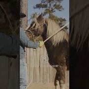 How To Desensitize Your Horse 5