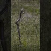 Snake Gets A Taste Of Electric Snake Electric Shock Shorts Shorts2023 Crazy Lol