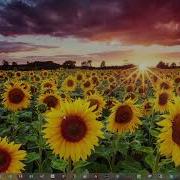 Set Up A BrightSign Player For Local Network Mode In BrightAuthor Classic Legacy