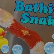 How To Give Snakes A Bath