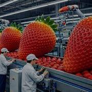 How Strawberry Jam Is Made In A Modern Factory From Fresh Strawberries To Sweet Perfection