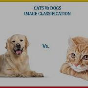 Cat S Vs Dog S Image Classification