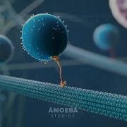 Kinesin Walking Animation 3D Molecular Motor With Cargo