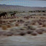 Prehistoric Predators Bear Part 1