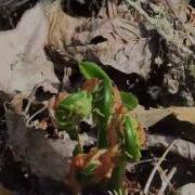 Picking Fiddleheads Edible Plants In The Cottonwood Forest Fiddleheads Picking Foraging