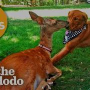 30 минут самых странных пар которых вы когда либо видели The Dodo