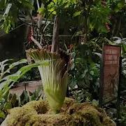 Meg The Corpse Flower Is Blooming At The Houston Museum Of Natural Science