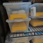 More About Incubating Ball Python Eggs TSRR 57