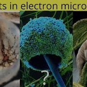 Objects In Electron Microscope Object Seen In Microscope Part 3