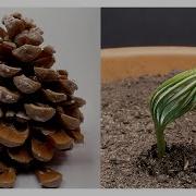 Pine Tree Time Lapse 300 Days